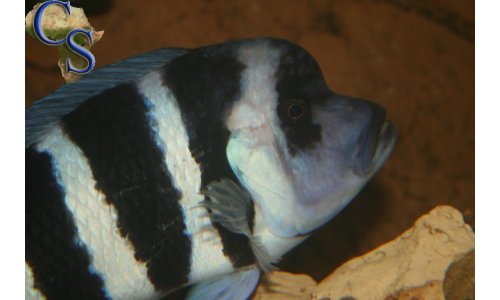 Cyphotilapia Frontosa Blue Zaire Moba